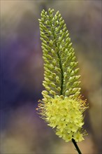 Foxtail lily