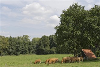 Limousin Cattle on pasture