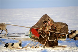 Nenets shepherdess driving a train of reindeer