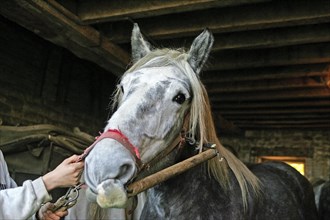 PERCHERON HORSE WITH PIECE OF WOOD ON ITS NOSE TO KEEP IT STILL