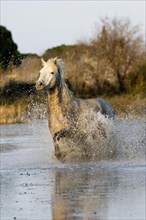 CAMARGUE HORSE
