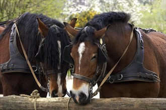 Cob Normand horse