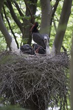 Black Stork