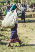 Indian woman carrying a bag of tea leaves on her head