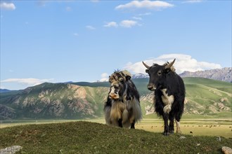 Two yaks in front of the mountains