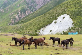 Horses in the Sary Jaz Valley