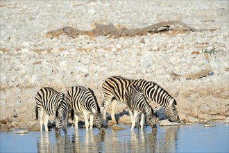 Burchell's zebra herd