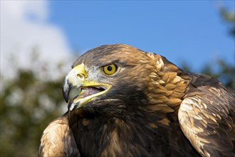 Golden eagle