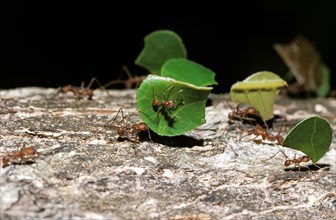 Leaf-Cutter Ant