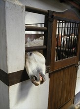 Camargue Horse at Loose Box