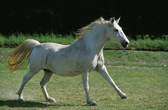LIPIZZAN HORSE