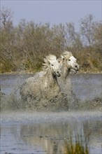CAMARGUE HORSE