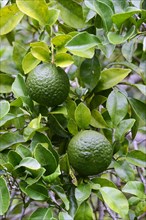 Frucht der Rauhschalenorange