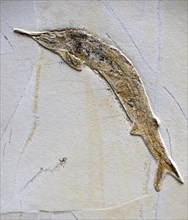 Fossilisation of a scabbardfish