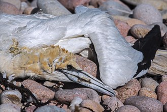 Dead Northern gannet