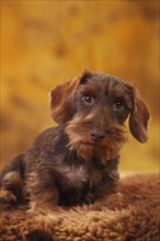 Dwarf greyhound dachshund