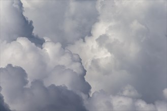 Cumulus cloud