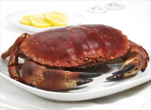 EDIBLE CRAB IN PLATTER WITH LEMON SLICES