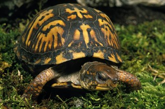 Eastern pond turtle