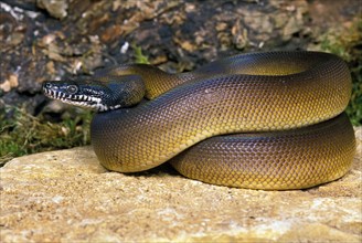White-lipped python
