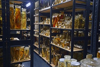 Historical exhibits of the wet collection