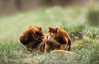 Matschie's Tree Kangaroo