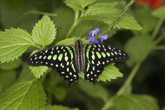 Damselfly