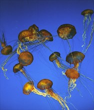 Purple-Stripped Jellyfish
