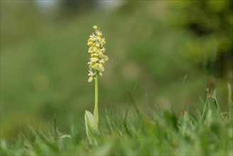 Pale pale orchid