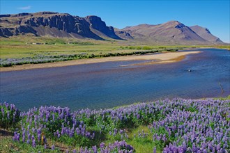 Lupines in front of river and mountains