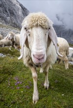 Sheep on mountain meadow