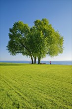 Walkers walking under a large silver maple tree on the shore of Lake Constance near Arbon in Thurgau