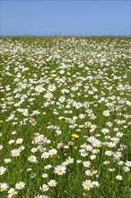 Flowering meadow in Toggenburg