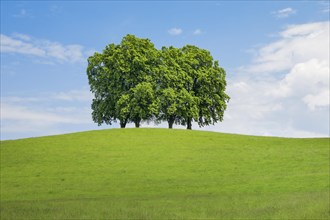 4 large lime trees on hill in green field
