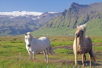 Icelandic horses at the pasture fence