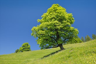 Freisthender sycamore maple in the middle of a mountain spring meadow