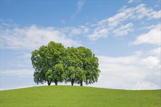 4 large lime trees on hill in green field