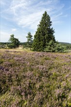 Flowering high heath