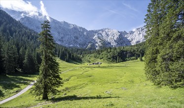 Alpine meadow of the Wettersteinalm