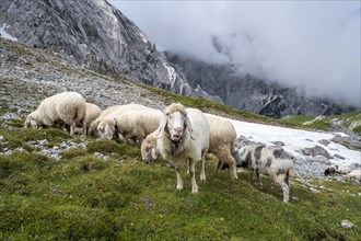 Flock of sheep on mountain meadow
