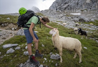 Hiker stroking sheep on mountain meadow