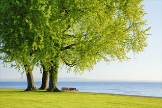 Benches under a large silver maple tree on the shore of Lake Constance near Arbon in Thurgau