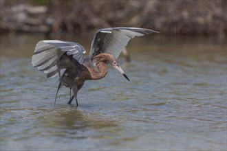 Blue-footed heron