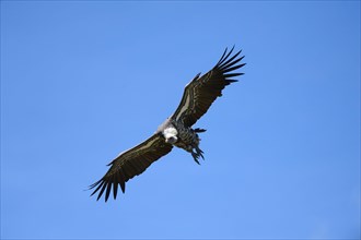 Ruppells griffon vulture flying