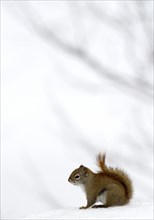 Red American red squirrel