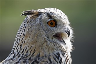 Eurasian eagle owl