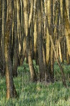 Swamp forest with Black alder