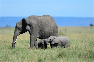 Female african elephant