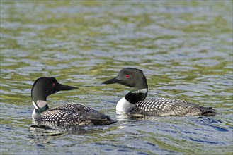 Loons swimming on a lake