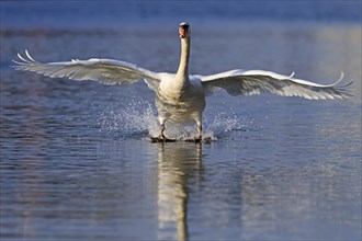 Mute Swan